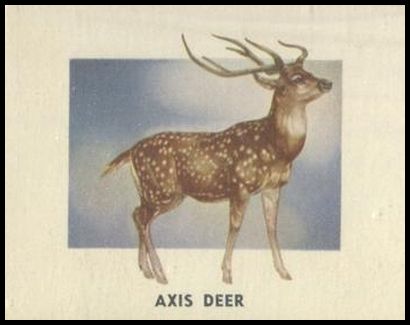 133 Axis Deer